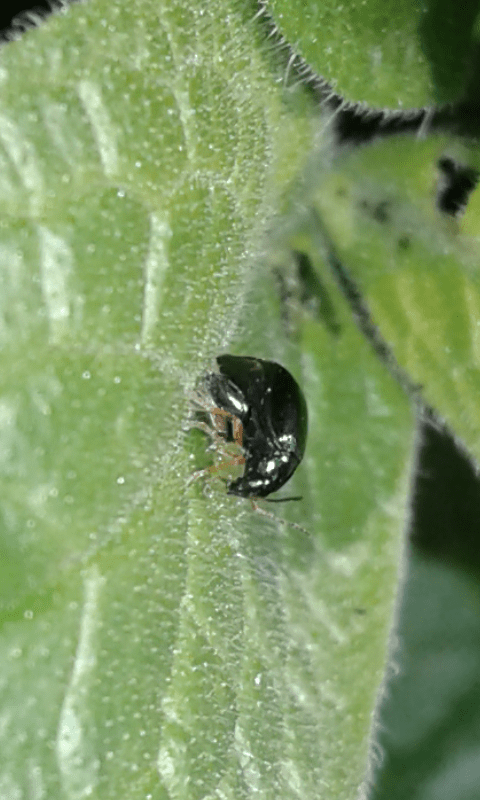 Chrysomelidae Galerucinae trib Alticini? S.